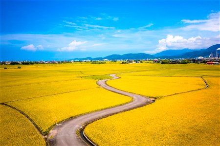 Rice Field Road photo