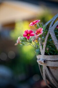 Summer red flower garden plant