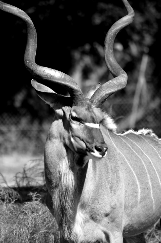 Animal mammal safari