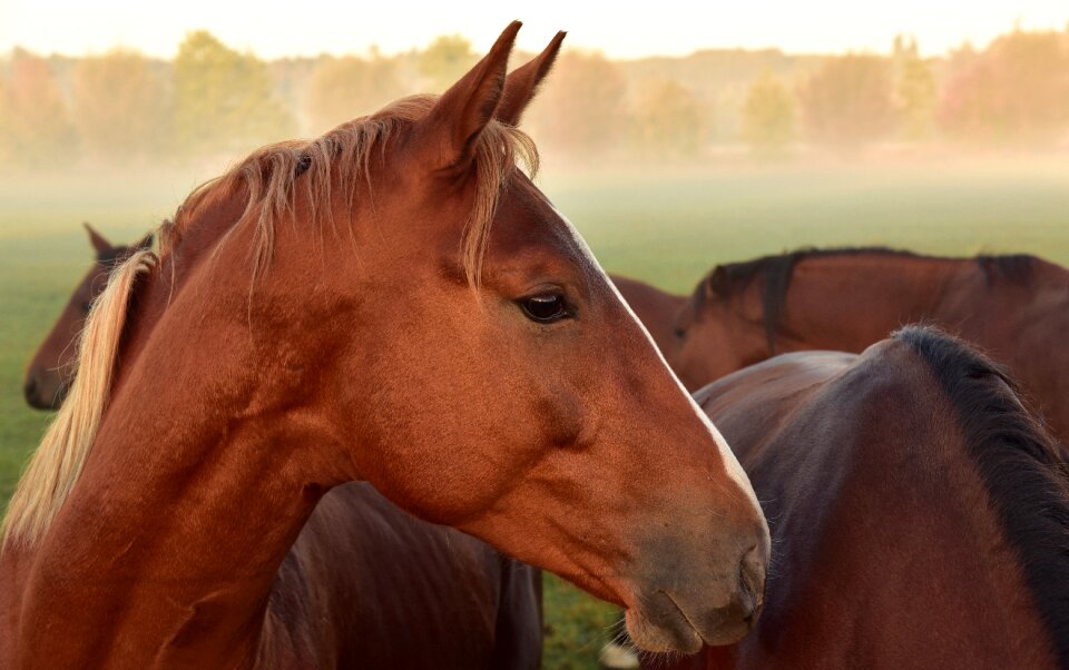 Animal animal portrait pasture
