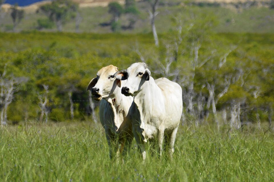 Farm agriculture mooing cow