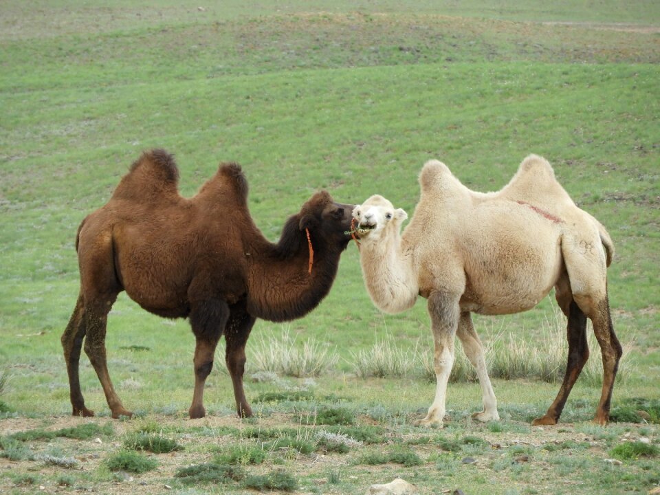 Mongolia summer heat