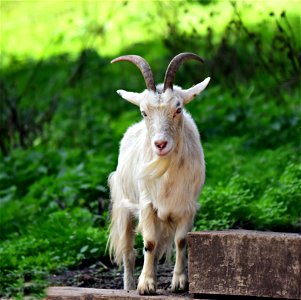 Goat Animal