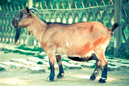 Goat Animal photo