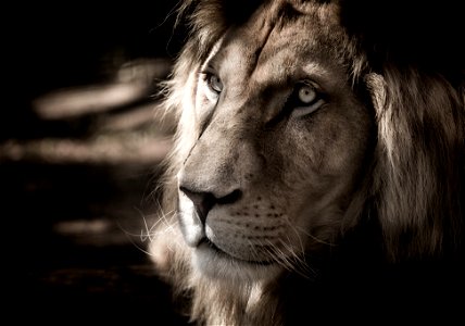Lion Animal photo