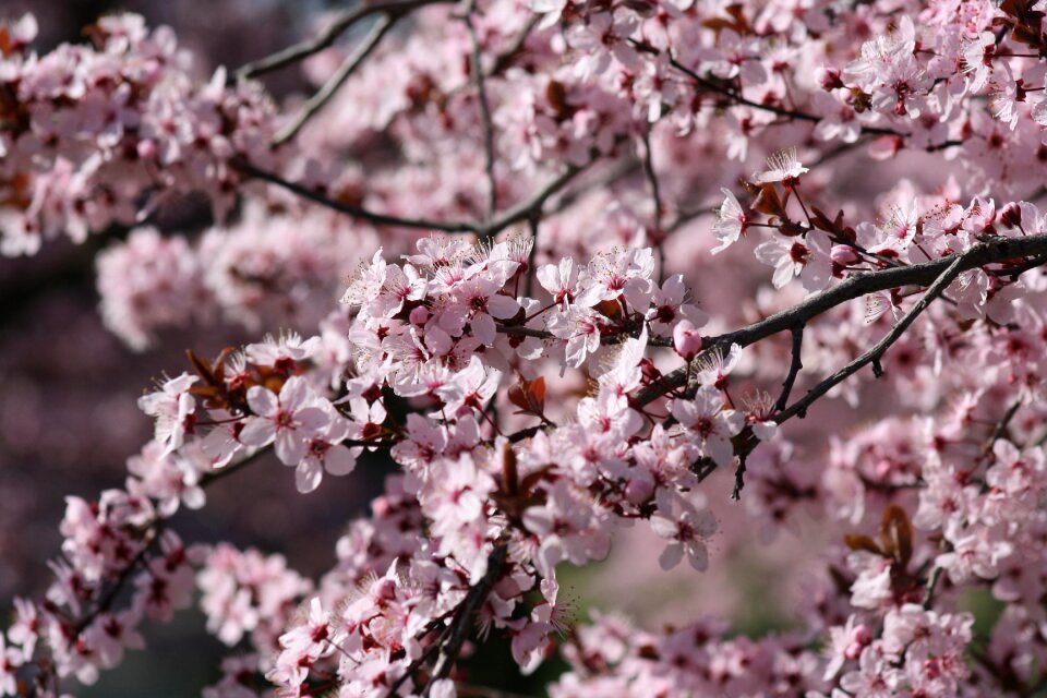 Branch season spring