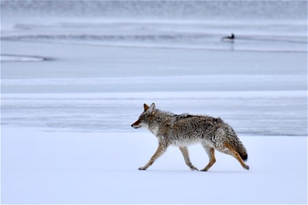 Coyote Animal Snow photo