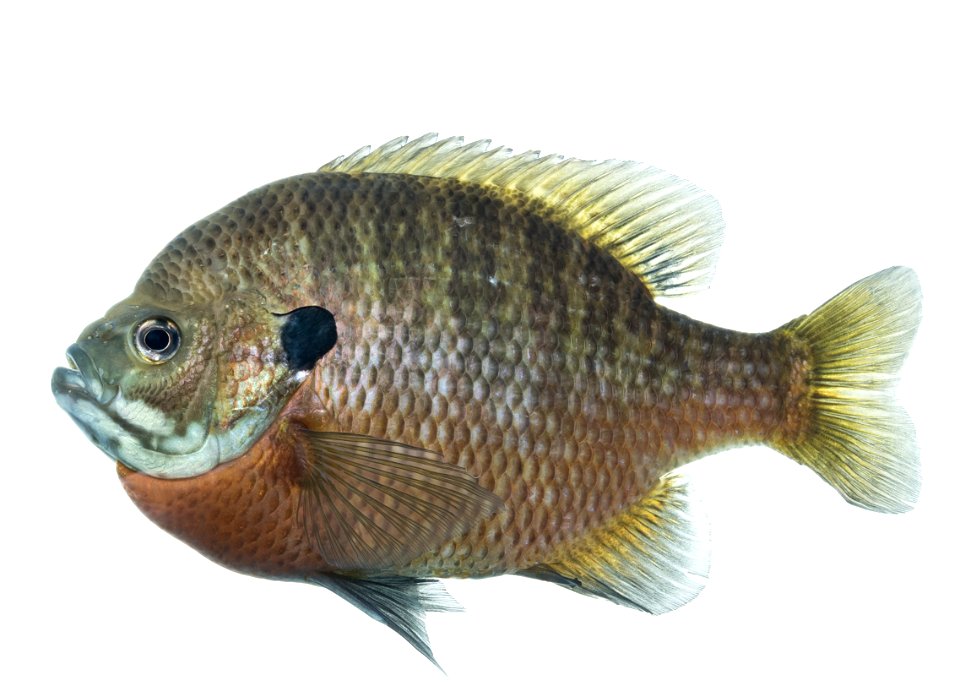 Bluegill Lepomis Macrochirus Fish