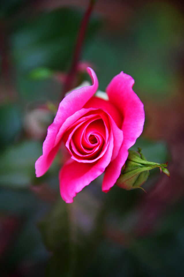 Fall flowers nature romantic