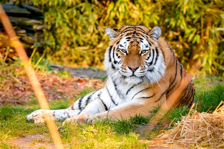 Siberian Tiger Animal photo