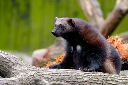 Wolverine Animal
