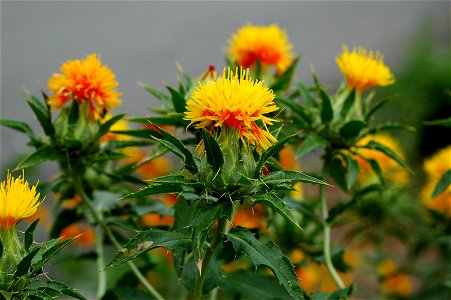 Safflower Flower Plant