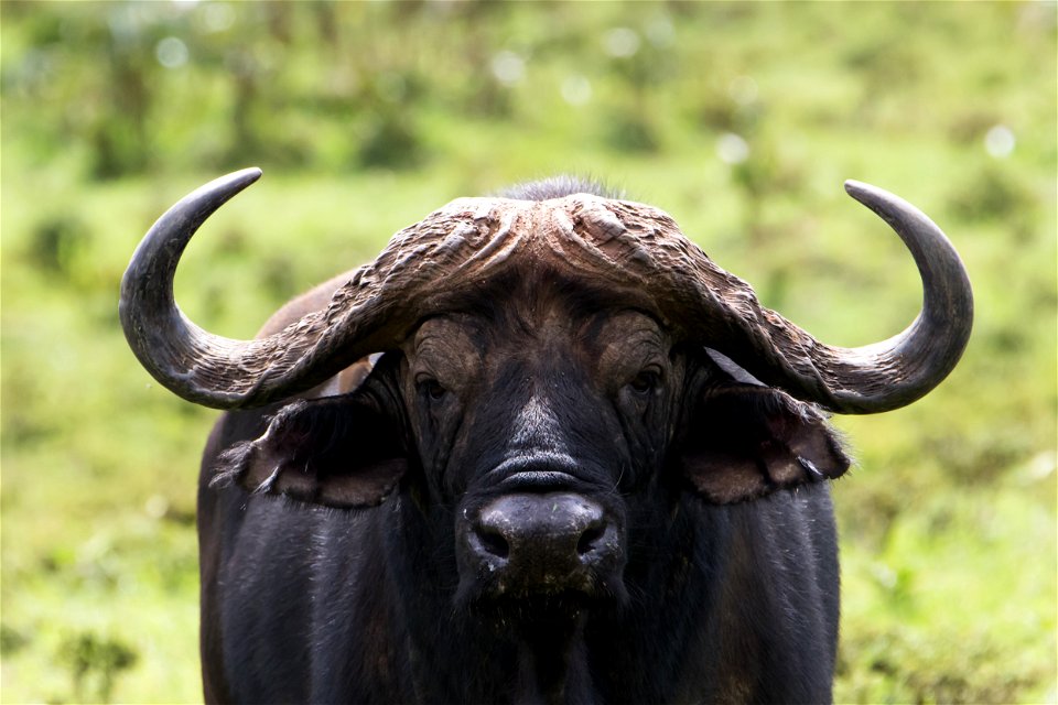 Water Buffalo Animal