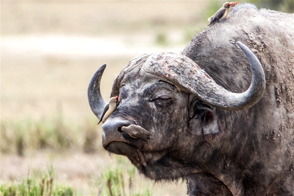 Water Buffalo Oxpecker