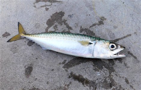 Mackerel Fish photo