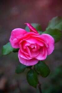 Fall flowers nature romantic