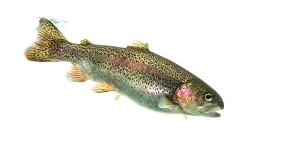 Rainbow Trout Fish photo