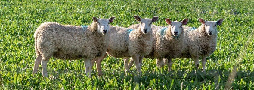 Wool nature pasture