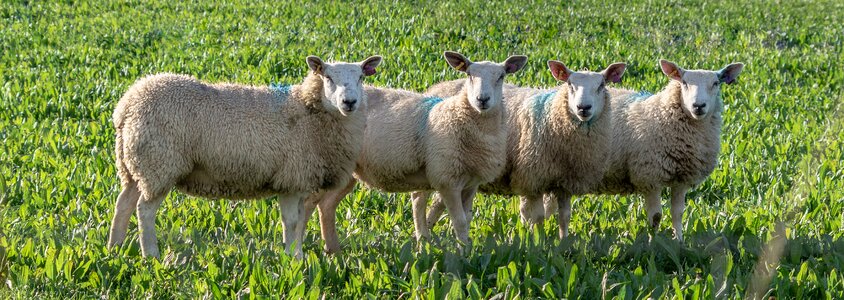 Wool nature pasture photo