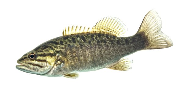 Smallmouth Bass Fish photo