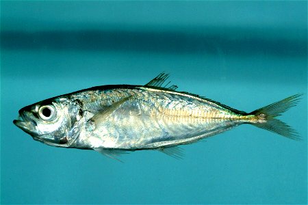 Rough Scad Fish