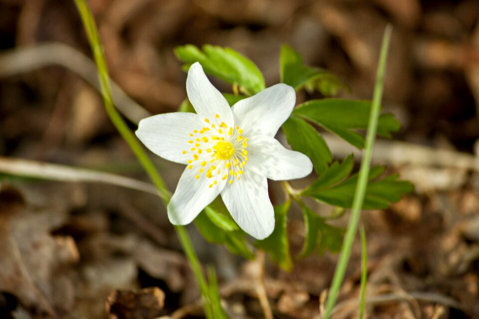 Bloom plant petals