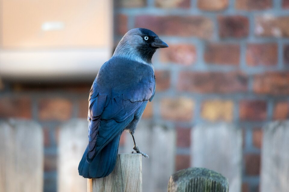 Raven bird bird watch