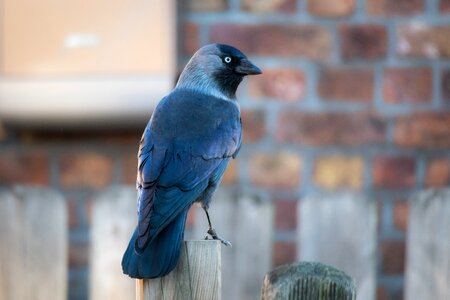 Raven bird bird watch