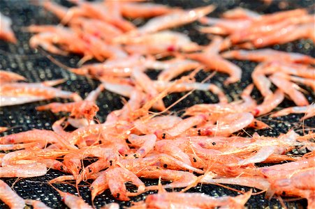 Sakura Shrimp Food photo