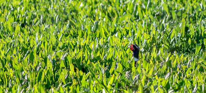 Grass green nature photo