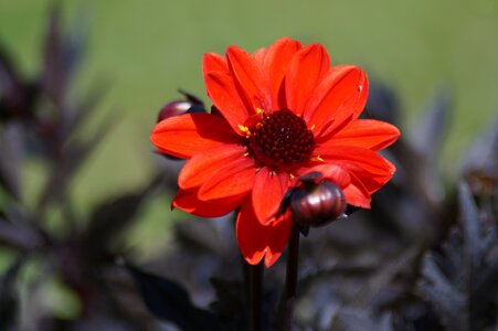 Nature blossom bloom photo