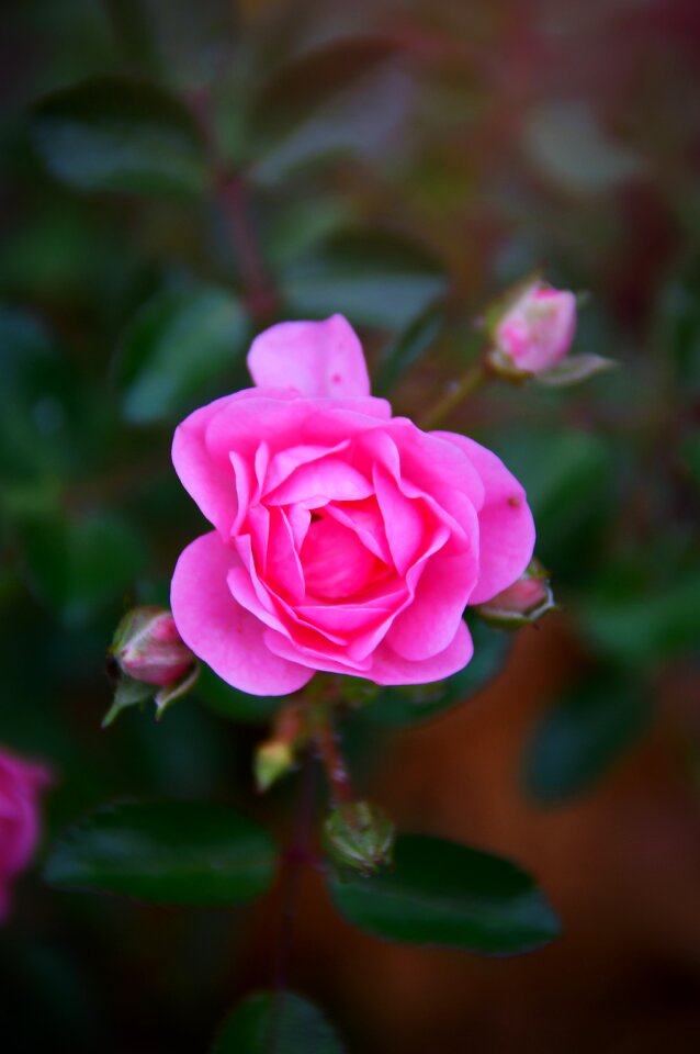 Fall flowers nature romantic