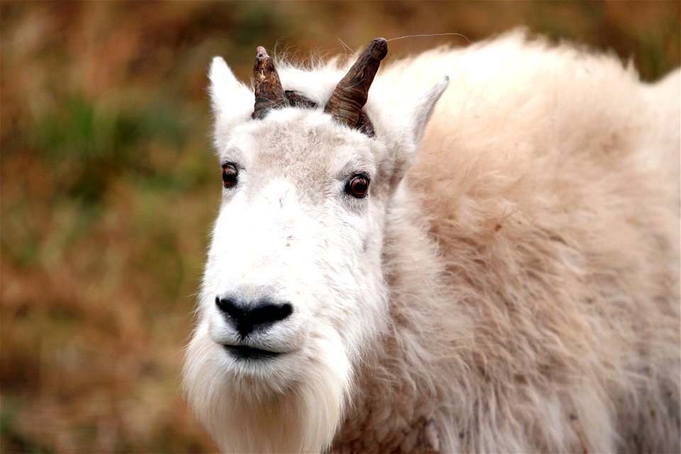 Mountain Goat Animal photo