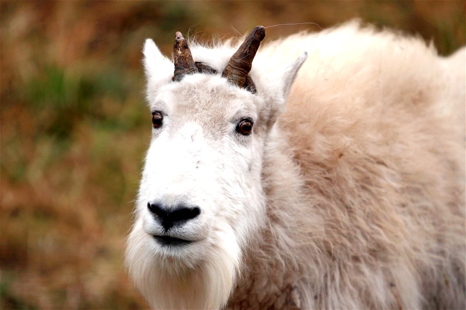 Mountain Goat Animal