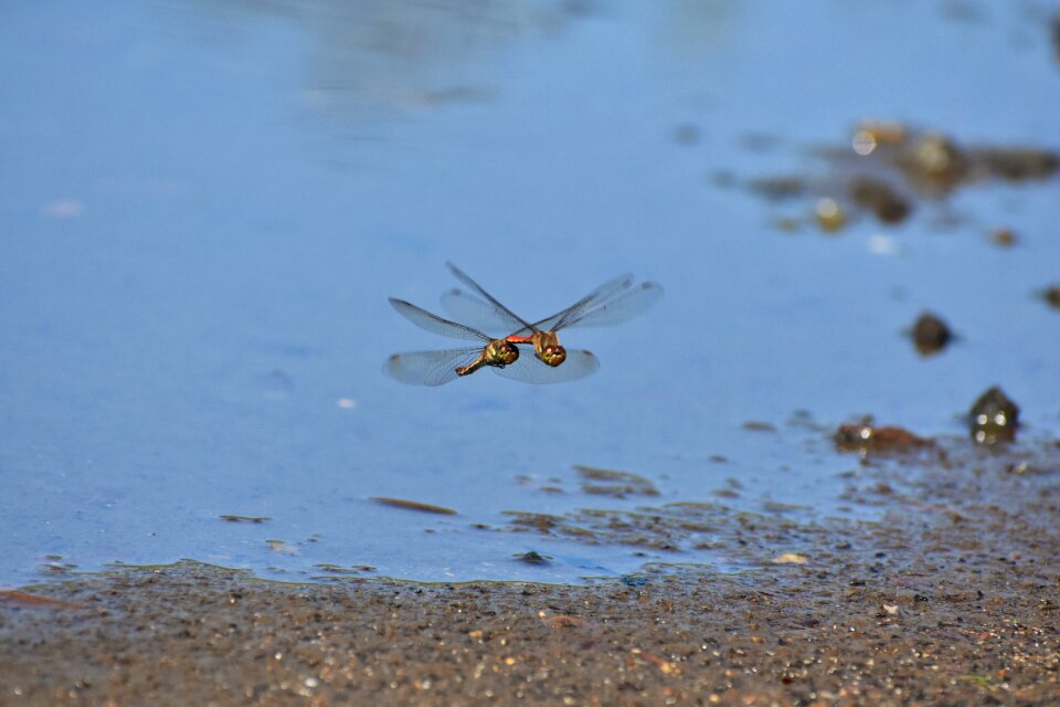 Waterside insect dragonfly