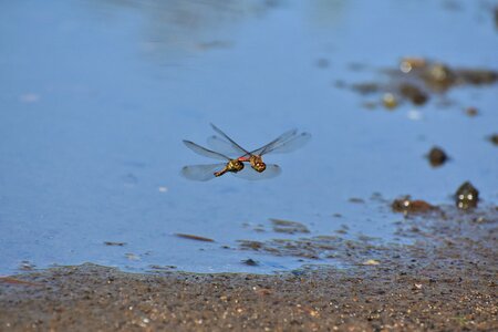 Waterside insect dragonfly