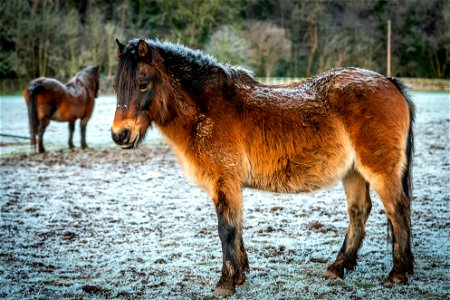 Pony Horse Animal photo