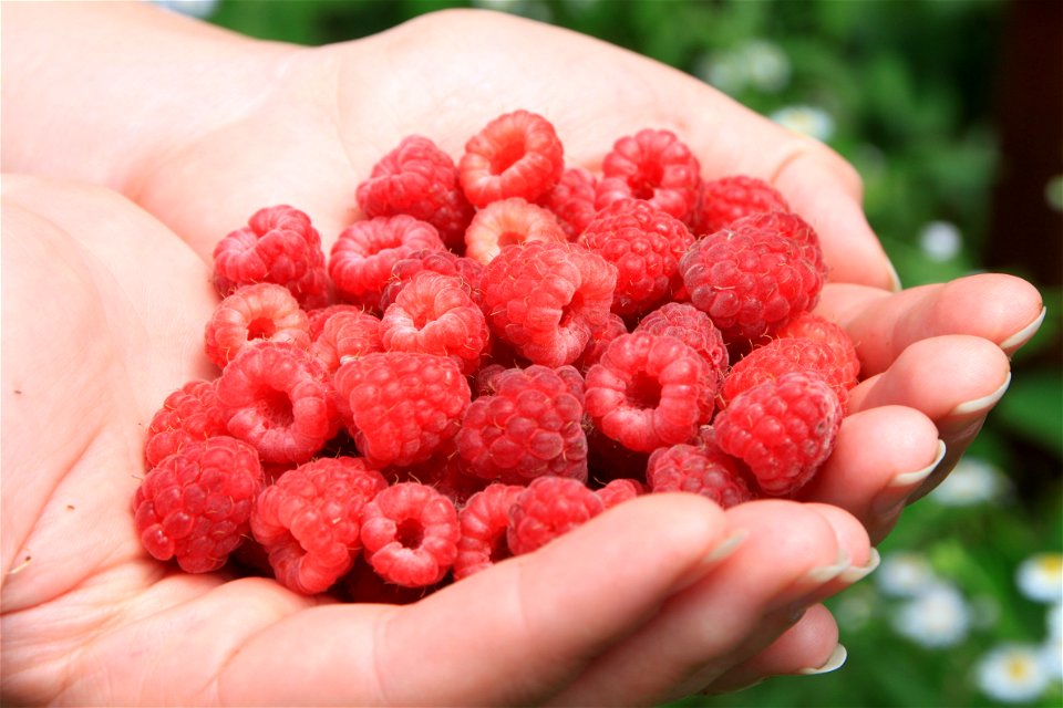Raspberry Fruits Food