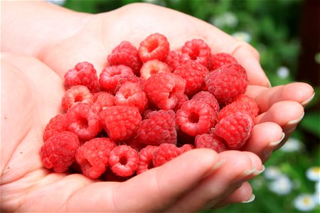 Raspberry Fruits Food photo