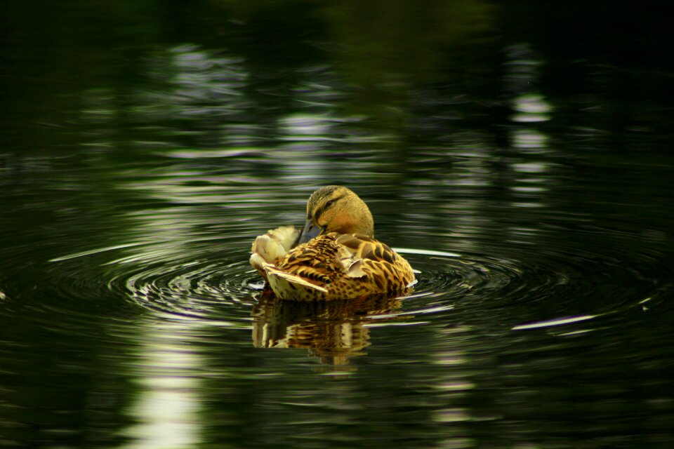 Nature landscape nature reserve