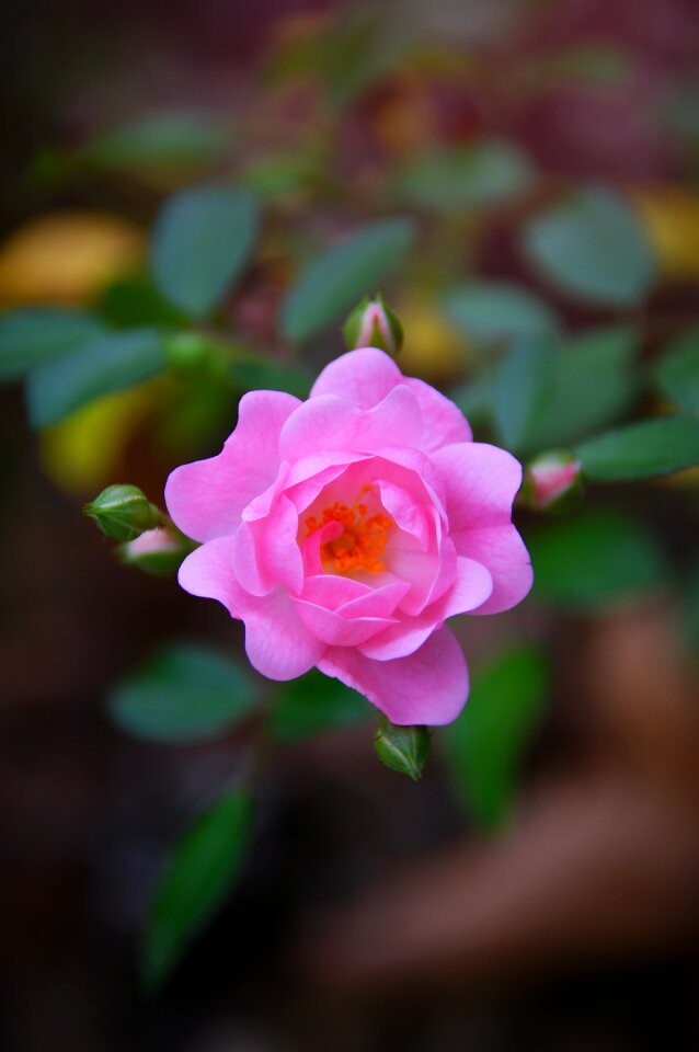 Fall flowers nature romantic