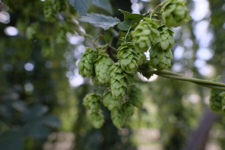 Spice beer brew