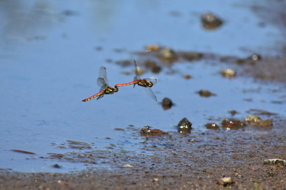 Waterside insect dragonfly