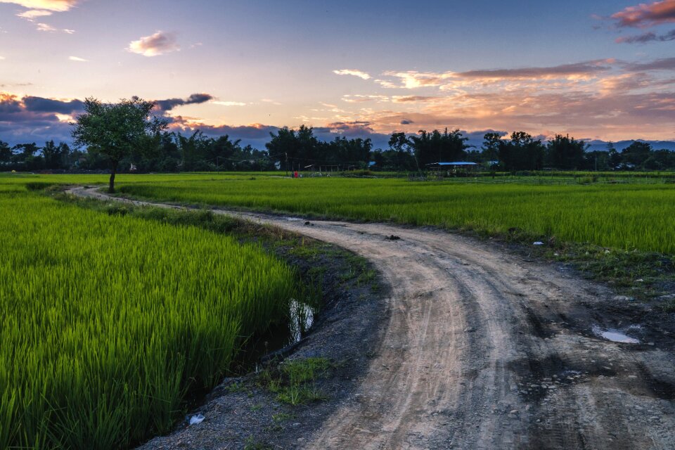 Summer nature asian