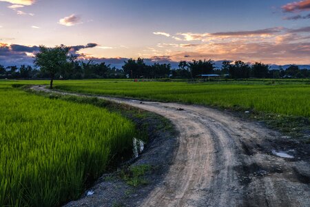 Summer nature asian