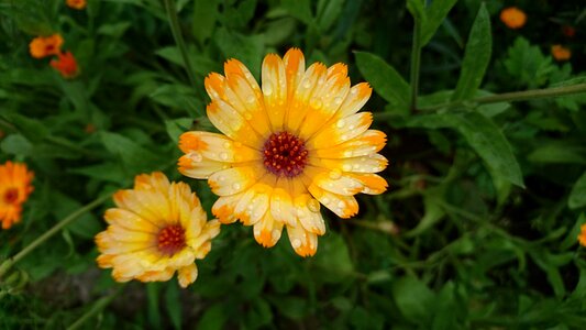 Bloom orange drops photo