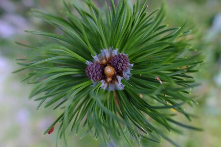 Bloom tree conifer photo