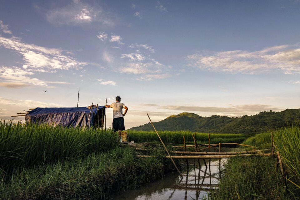 Field paddy man photo