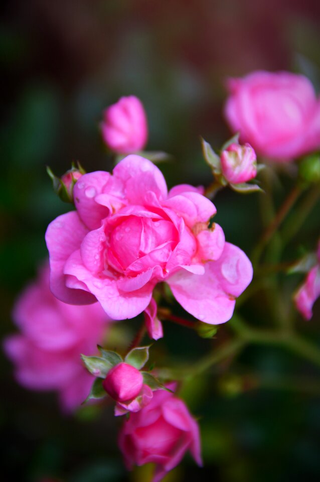 Autumn rose wildflower love