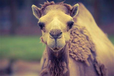 Camel Animal photo